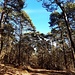 Am Wanderparkplatz Weilach (274m) trat ich auf die K3 hinaus. Ein Stück östlich der 90-Grad-Kurve wanderte ich in den Wald hinein, auf dem breiten Forstweg, der zunächst ost- dann nordwärts zum nächsten Steinbruch führt. 