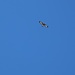 Besuch am Gipfel