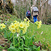 Schlüsselblumen am Wegesrand. 
