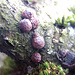 Nectria-Pilz (?)