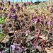 Lamium purpureum L.<br />Lamiaceae<br /><br />Falsa ortica purpurea <br /> Lamier rouge <br />Acker-Taubnessel, Rote Taubnessel, Purpur-Taubnessel