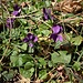 Viola odorata L.<br />Violaceae<br /><br />Viola mammola <br />Violette odorante <br /> Wohlriechendes Veilchen