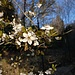 Prunus cerasus L.<br />Rosaceae<br /><br />Marena, Marasca <br /> Griottier <br /> Sauerkirsche, Weichselkirsche