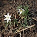 Anemone nemorosa L.<br />Ranuncolaceae<br /><br />Anemone bianca <br /> Anémone des bois, Anémone sylvie <br /> Busch-Windröschen, Wald-Anemone