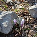 Crocus albiflorus Kit.<br />Iridaceae<br /><br />Croco bianco <br /> Crocus du printemps <br /> Frühlings-Safran, Frühlings-Krokus