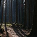 Forêt sur le Buechberg