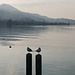 Le lac de Zurich à Lachen, avec l'Etzel à l'arrière-plan