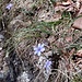 Leberblümchen, Vorboten des Frühlings