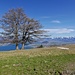 Vue sur le lac de Zurich depuis Schönboden