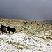 Schafe auf dem Gipfelplateau der Hohmad. Der höchste Punkt (P.2441m) der Hohmad ist rechts im Hintergrund.