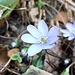 Leberblümle 