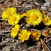 Frühling