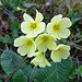Schlüsselblumen, heute in Hülle und Fülle
