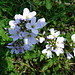 Wiesenschaumkraut