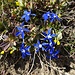 An einem sonnigen Felsen blühen Frühlingsenziane und buchsbaumblättrige Kreuzblumen