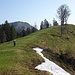 Hügelzug vor dem Eggli mit den einzelstehenden Bäumen