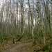 Der Abstieg der deutsch-belgischen Grenze entlang durch einen Birkenwald ist ein klein wenig anspruchsvoller! ;-)