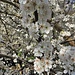 Prunus spinosa L.<br />Rosaceae<br /><br />Prugnolo, Pruno selvatico<br /> Epine noire, Prunellier  <br /> Schlehdorn, Schwarzdorn