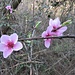 Prunus persica (L.) Batsch<br />Rosaceae<br /><br />Pesco<br /> Pêcher <br /> Pfirsichbaum