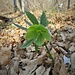 Helleborus viridis L.<br />Ranunculaceae<br /><br />Elleboro verde <br /> Hellébore vert <br /> Grüne Nieswurz