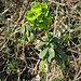Euphorbia amygdaloides L.<br />Euphorbiaceae<br /><br />Euforbia delle faggete <br /> Euphorbe des hêtraies <br />Mandelblättrige Wolfsmilch