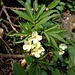 Cardamine enneaphyllos (L.) Crantz<br />Brassicaceae<br /><br />Dentaria a nove foglie<br />Cardamine à neuf folioles<br />Quirlblättrige Zahnwurz<br />