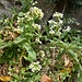 Arabis alpina L.<br />Brassicaceae<br /><br />Arabetta alpina <br />Corbeille d'argent, Arabette des Alpes<br /> Alpen-Gänsekresse