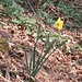 Narcissus pseudonarcissus L.<br />Amaryllidaceae<br /><br />Narciso trombone <br />Jonquille, Narcisse jaune<br /> Gelbe Narzisse, Osterglocke, Aprilglocke, Märzglocke