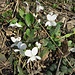 Viola alba Besser<br />Violaceae<br /><br />Viola bianca <br />Violette blanche <br /> Weisses Veilchen