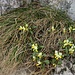 Polygala chamaebuxus L.<br />Polygalaceae<br /><br />Poligala falso bosso<br />Polygale petit buis <br />Buchsblättrige Kreuzblume