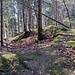 ... zur Burgruine Alt Altstätten