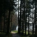 Lisière de forêt à Hirzel
