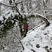 ... zum steilen, heute leicht rutschigen, nicht markierten, Steiglein ...