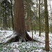 ... in den Staatswald bei Hard