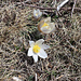 Alpen-Küchenschelle (Pulsatilla alpina)