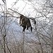 Da hängen sie wieder herum, die Blätter.<br />(Das machen sie am liebsten.)<br />[https://www.youtube.com/watch?v=BgGcjTHpiNo]
