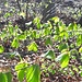 Prime foglie di faggio