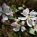 Kirschblüte.