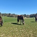 Pferde am Hofgut Unterwald
