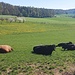 Angus Rinder am Hofgut Oberwald dienen auch als Fleischlieferant für die Wirtshausküche