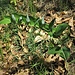 Polygonatum odoratum (Mill.) Druce<br />Asparagaceae<br /><br />Sigillo di Salomone comune <br />Sceau de Salomon officinal <br />Echtes Salomonssiegel, Gebräuchliche Weisswurz