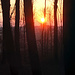 Sunset im Wald V