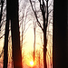 Sunset im Wald IV