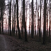 Sunset im Wald VI