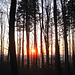 Sunset im Wald II