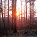 Sunset im Wald I