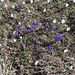Weisse und lilafarbene Blütenteppiche