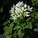 Allium ursinum L.<br />Amaryllidaceae<br /><br />Aglio orsino<br /> Ail des ours <br /> Bärlauch