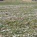 Nei pressi del Rifugio Tavecchia si estende un campo di crochi.