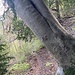 Orographisch im Abstieg von der Teehütte gesehen, folgt nach Baum 16 wenige Zeit später der Einstieg in die Traverse 